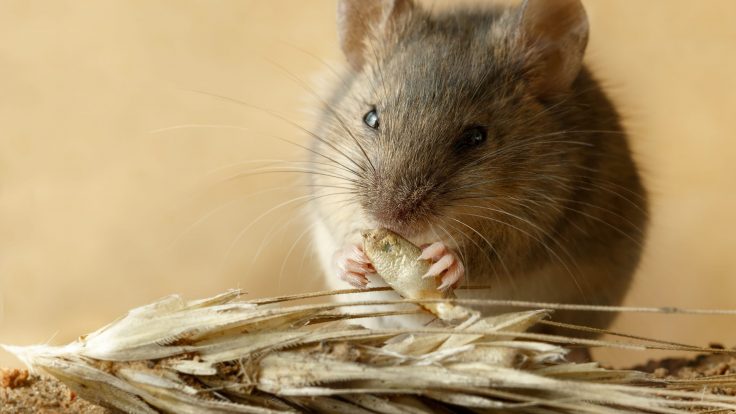 İzmir Kemirgen Mücadelesi